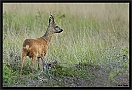 ree 7D 8441 kopie ws